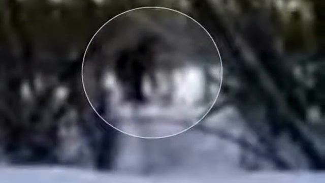 Йети прячутся от пожаров в Кузбассе