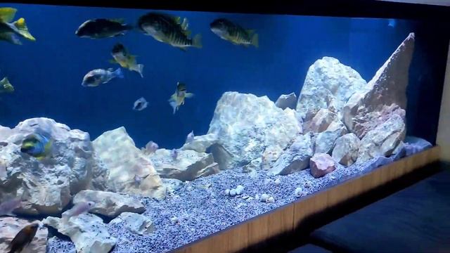 Petrochromis Macroghnatus Kasanga & Sp. Red Lyamembe With Full Lights Set Up