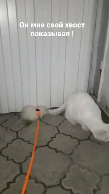 #показывал #он мне свой хвост показывал #крыса #животные #мышка #нутрия #капибара #мем