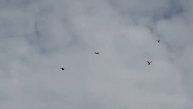 двухчубые 2014г