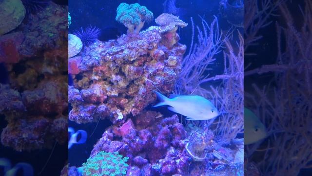 #fisch#Fisch#Fische#рыба#рыбалка#Аквариум#аквариумные рыбки#рыбак#рыбалка#fishtok#Fischer