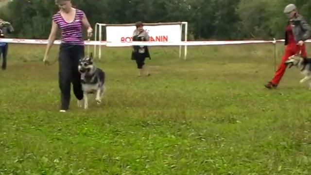 MOV053 сравнение на ЛС