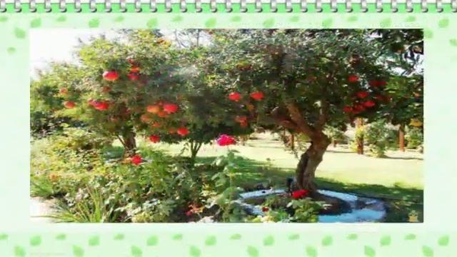 Дәрумендер мен құнды заттарға бай жеміс жидектер