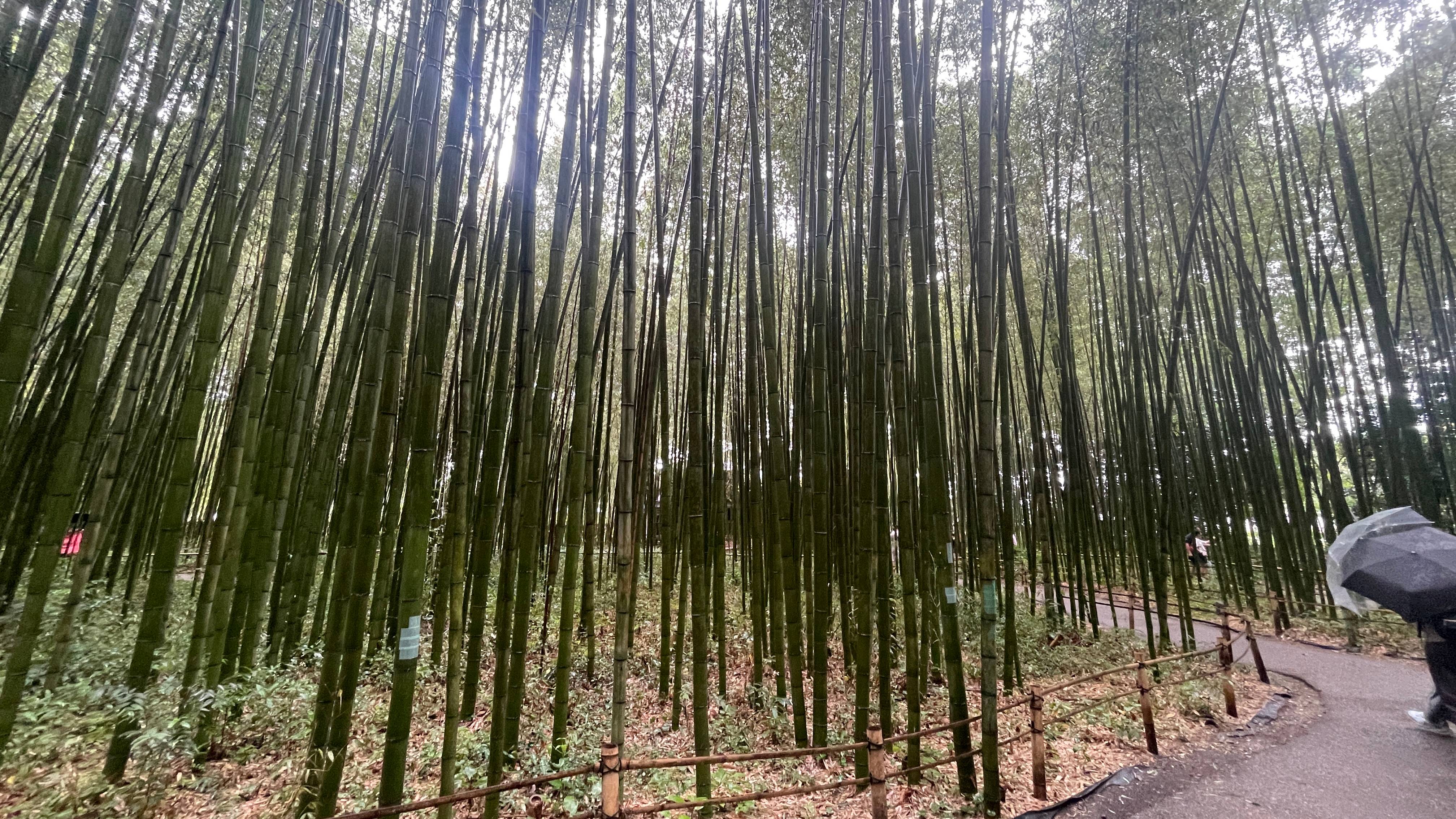 Arashiyama Bamboo Forest (2024)