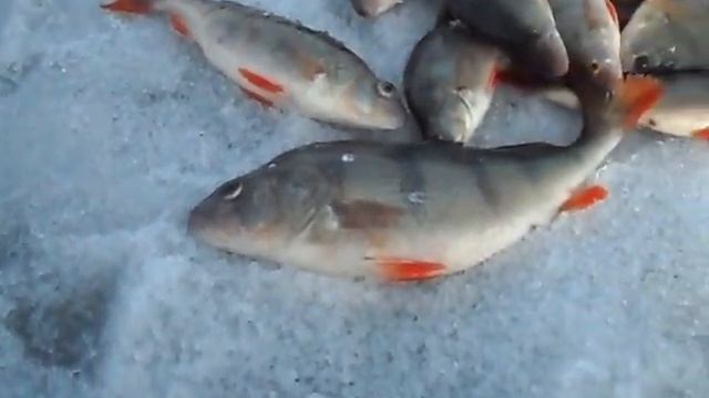 Закрытие зимнего сезона 2