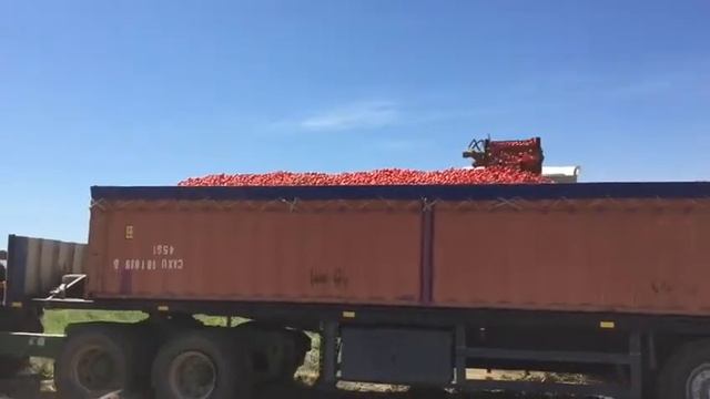 HEINZ 1015 Solo Arenoso - Produção E Qualidade