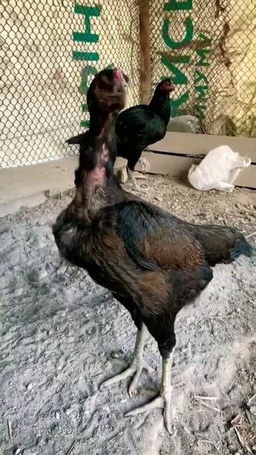 #куры #курытайго#тайго#тайган #вьетнам #петухи #бойцовыепетухи