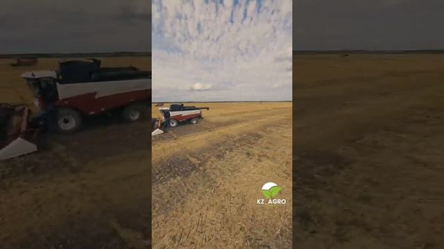 FPV полёт. Уборочная кампания 2021. Сбор гороха. СКО