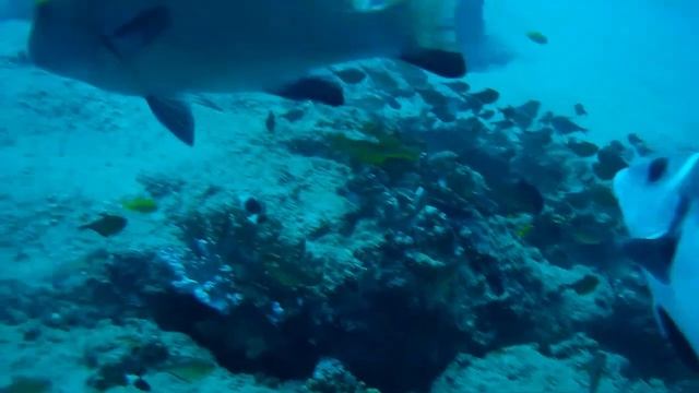 Padi 2018 - Boys Trip - Oceana Dive Center