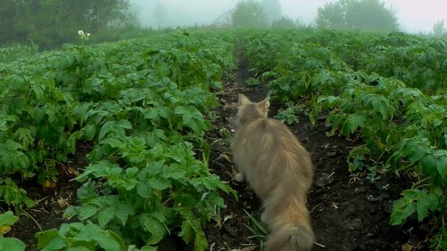 Раннее утро в деревне.