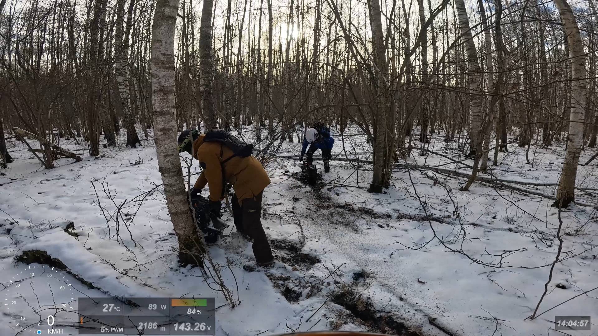 По следам кабанов в Лосином острове