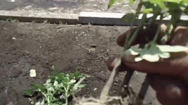 САМАЯ ЗДОРОВАЯ И КРЕПКАЯ РАССАДА ТОМАТОВ ПОЛУЧАЕТСЯ НА УЛИЦЕ В ЭКСТРИМАЛЬНЫХ УСЛОВИЯХ  Ольга Чернов