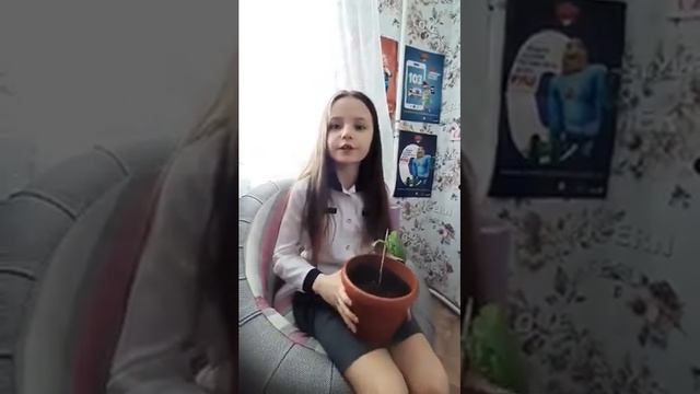 Дослідження вирощення хурми  з кісточок в домашніх умовах