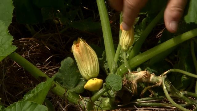 Vegetables In Cucumber Family Have Unique Flowers