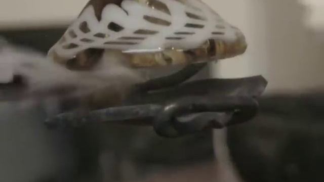 DailyDab Episode 4- Toro Microverter + HMK Curve + CO2 Amber +Chocolope Budder