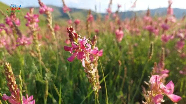 Azerbaijan - Gadabay & The Beauty Of Flowers, Relaxing Sound Of Birds