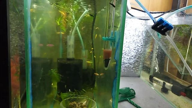 Аква-жизнь РАМАЗАНА:рабочем перезапуск,неоны  ,гениральная уборка с момента запуска Аквы