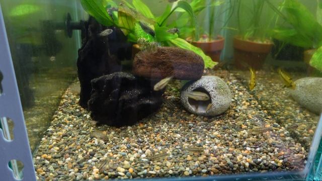 Apistogramma Cacatuoides Double Red - HUGE Babies!