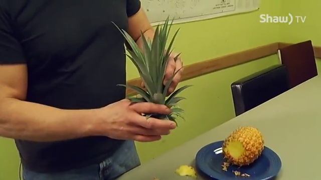 Northern Gardener - Growing And Harvesting Your Own Pineapple