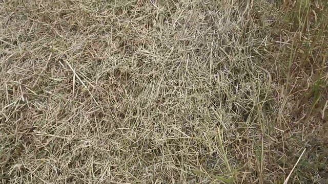 Уборка рапса. Подбор Акрос 585.#фермер #мтз #откормбыков #работа