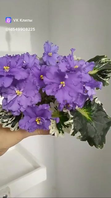 TEMP_TRIM_1740645359743