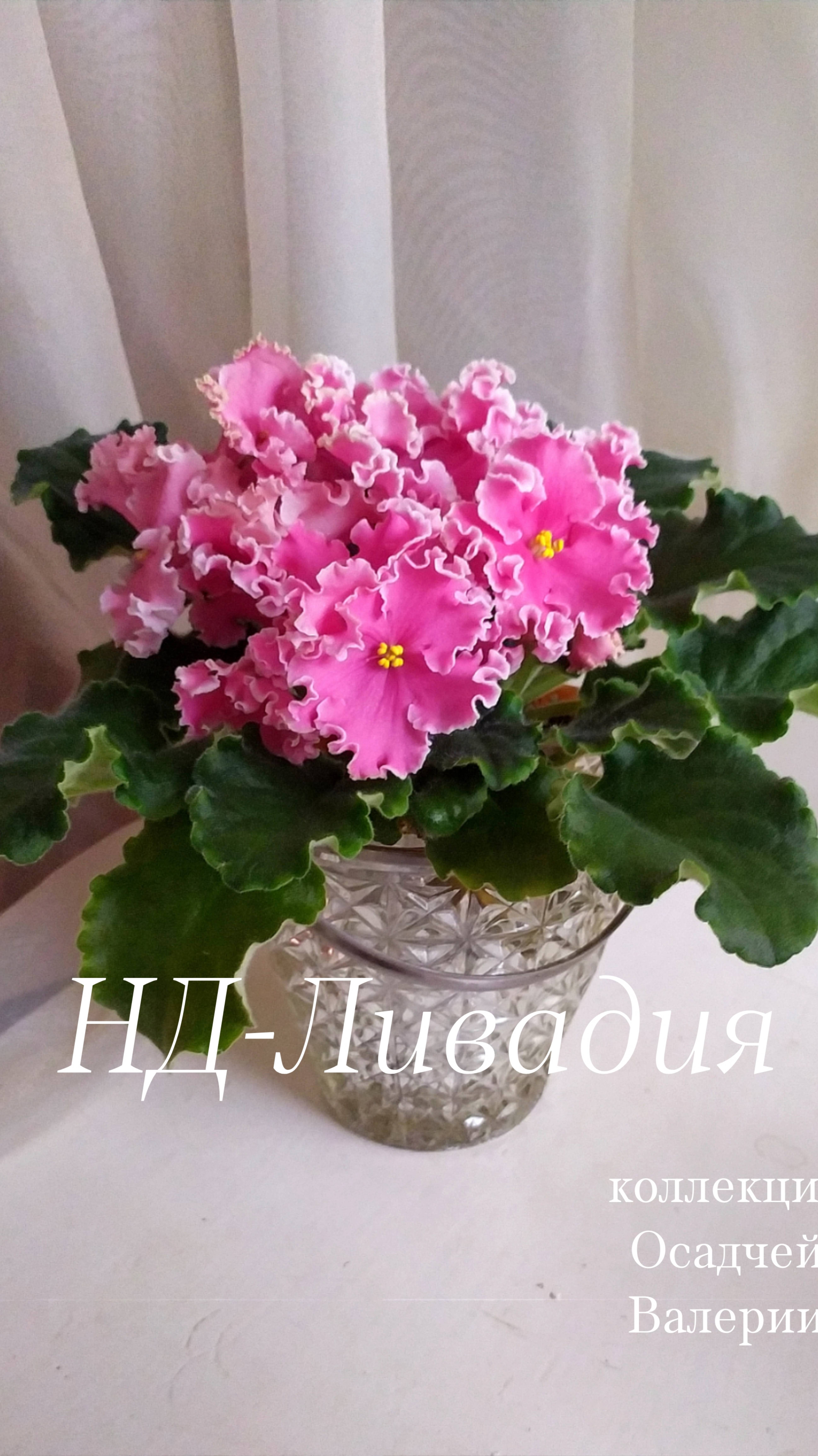 TEMP_TRIM_1740641992082