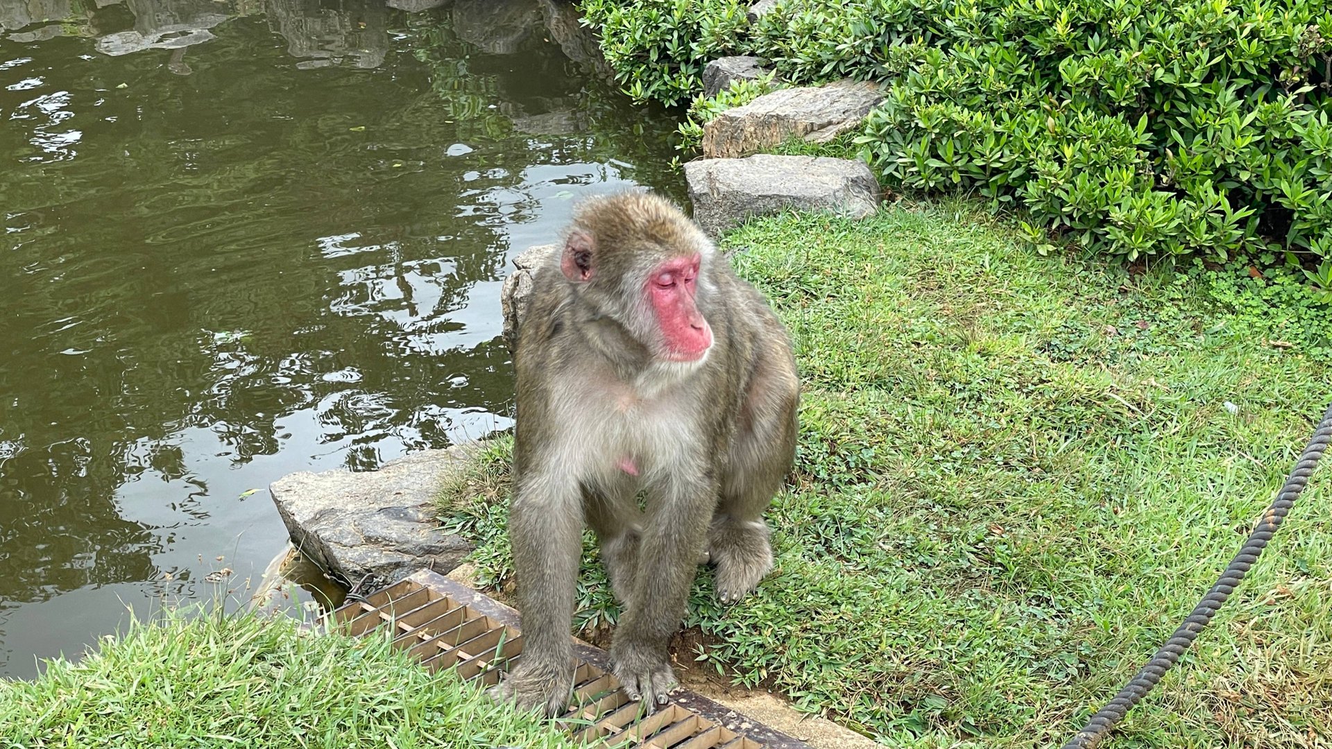 Парк диких обезьян. (2024)  Arashiyama Monkey Park