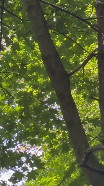 ЭНЕРГИЧНЫЕ ДЯТЛЫ #nature  #дятел  #naturelovers  #лес #woodpecker