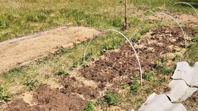 14 мая ВЫСАЖИВАЮ ТОМАТЫ в ОТКРЫТЫЙ ГРУНТ Что цветет на МОЕЙ ДАЧЕ в Сибири