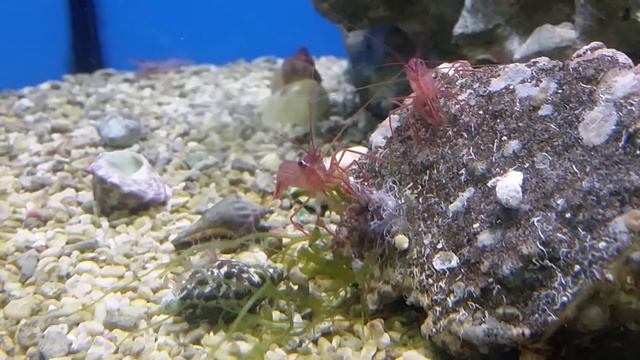 Lysmata Comiendo Aitapsias!