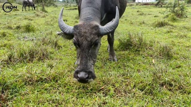Big Round Buffalo..!!! KERBAU YANG BESAR BERJENIS KELAMIN BETINA