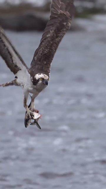 #photography  🌊#Freddy The Osprey Catches 3 At Once 😐🙆