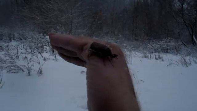 Майский жук в декабре