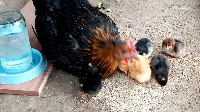 Мама квочка!!! 😀👍