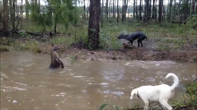 Кенгуру против Собаки