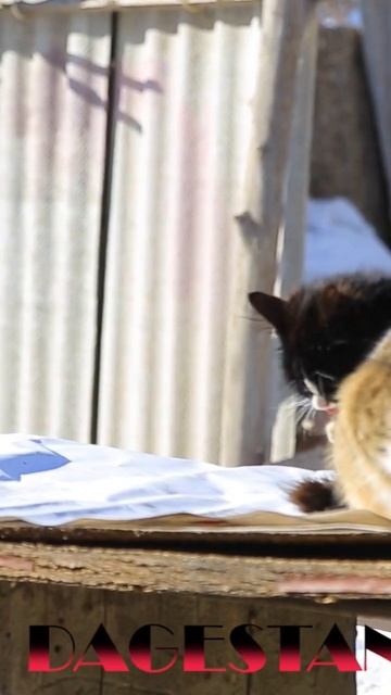 Жизнь в Горах. #сельскаяжизнь #кошки #горы #природа #еда #лезгины #cooking #beef #recipes #рецепты