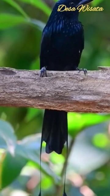 Suara Burung Srigunting Batu Greater Racket #sriguntinghitam #srigunting