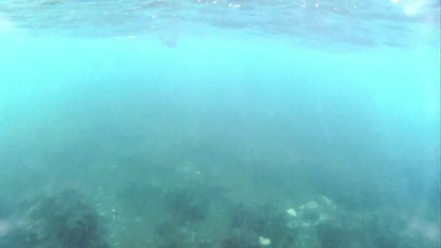 Большой баклан, мыс Фиолент