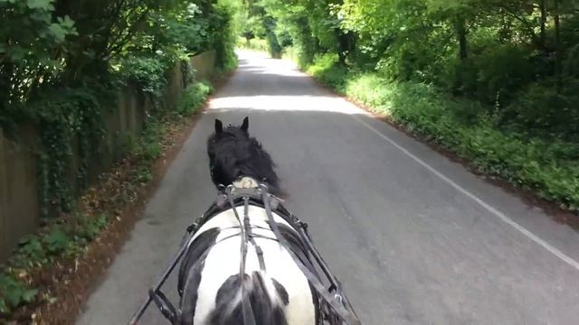 Leaping In Harness - Rebuilding Confidence And Patience