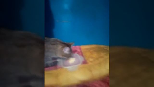 Кошка ест капусту.