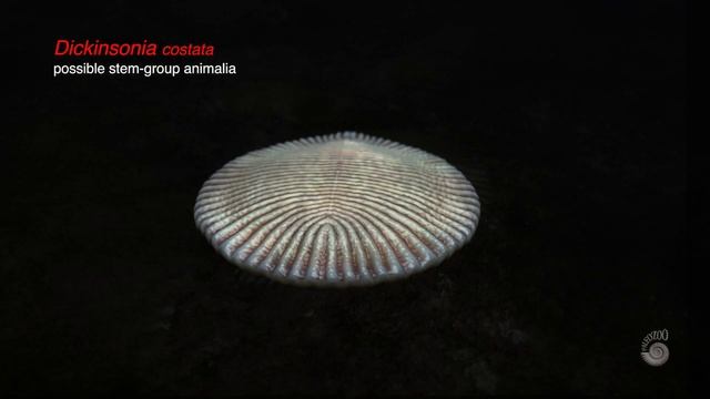 Was Dickinsonia The First Animal On Earth?