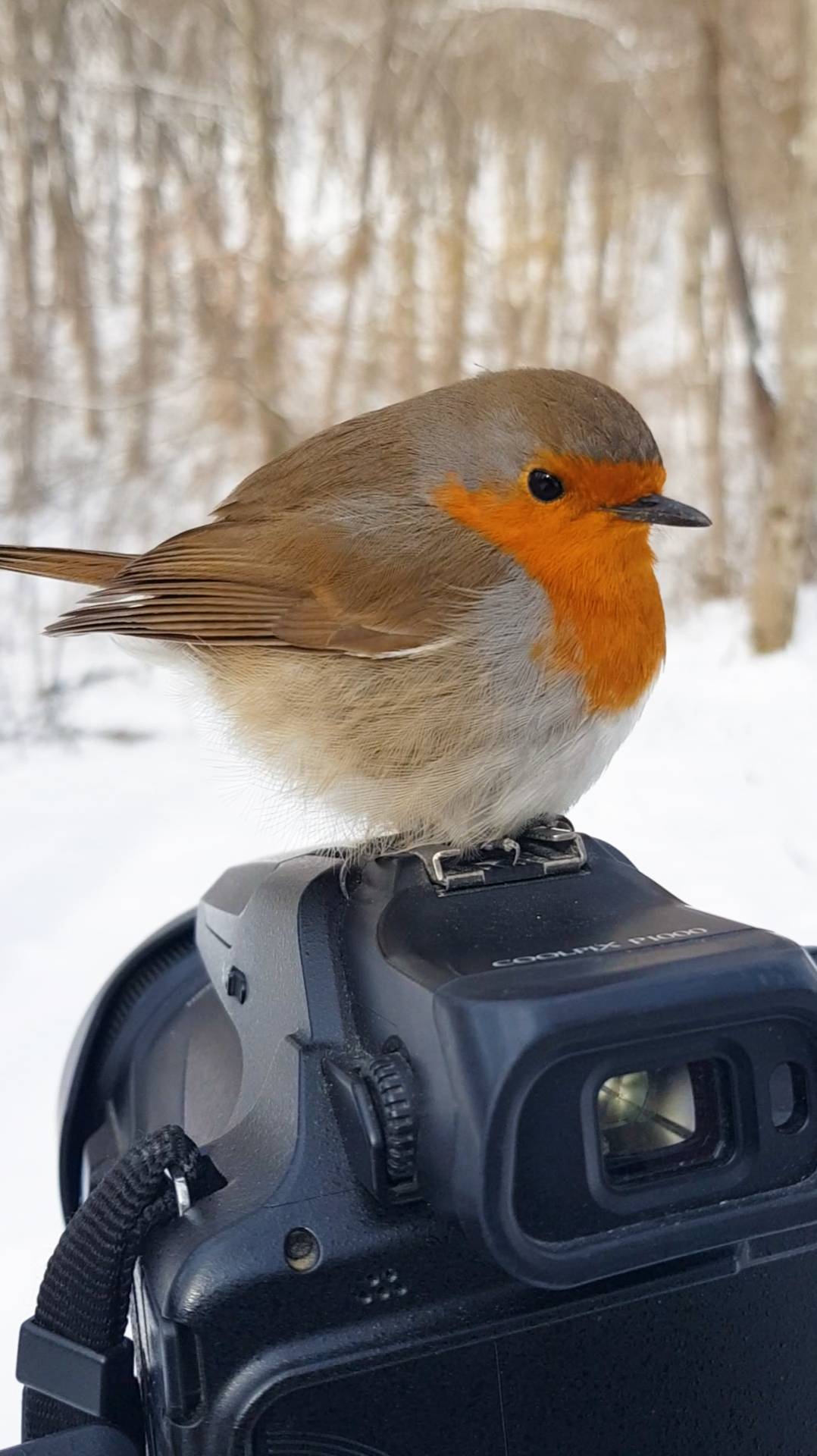 Зарянка позирует на фотоаппарате