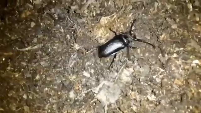 Подскажите, что это за жук?