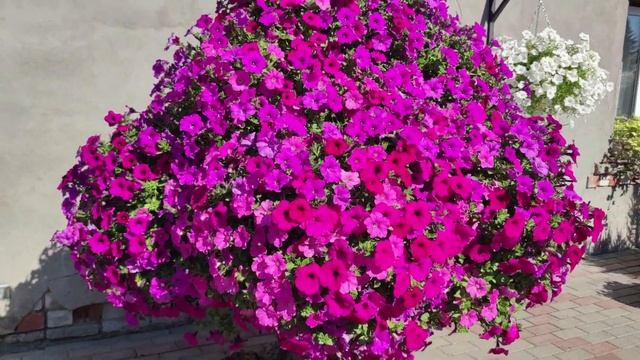 ОБЗОР ДВОРА С ПЕТУНИЯМИ И БЕГОНИЯМИ