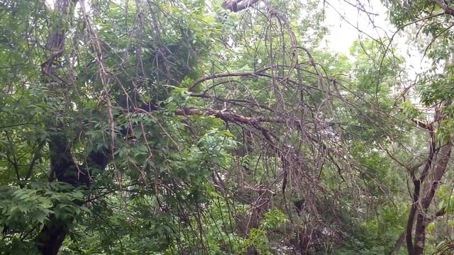 странные звуки