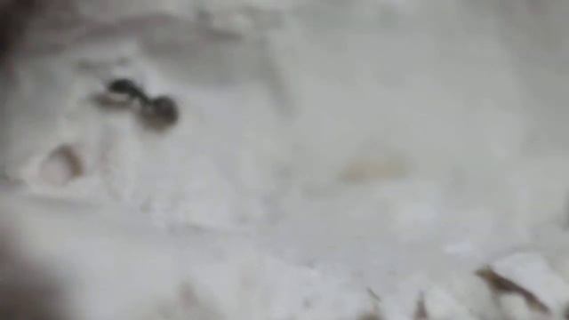 Моя колония Lasius Niger #1 #ОператорОвер9000