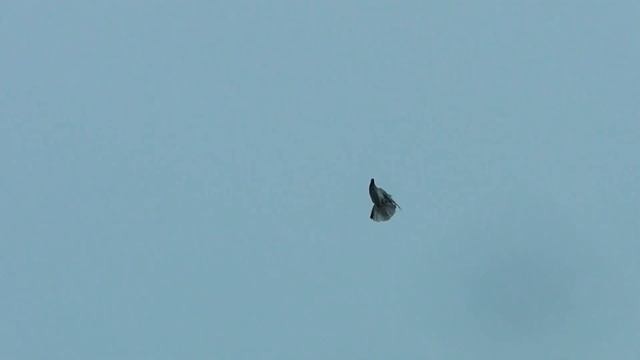 голуби январь 2015