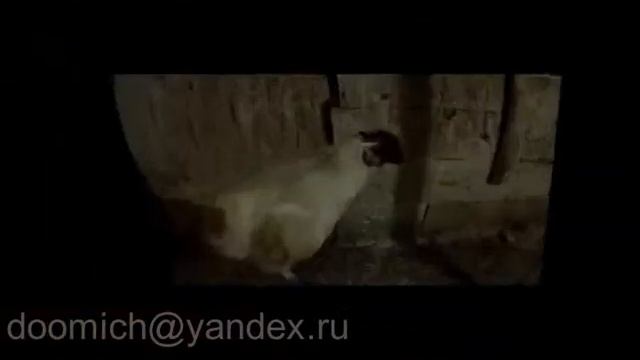 Китайские шелковые аборигены. КША.