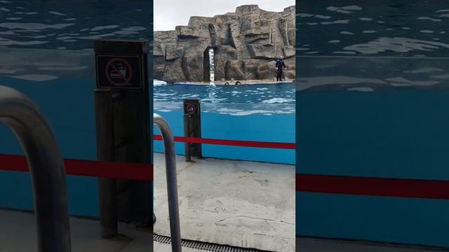 Dolphin Show In Batumi , Georgia.ডলফিনের শো , বাটুমি , জর্জিয়া