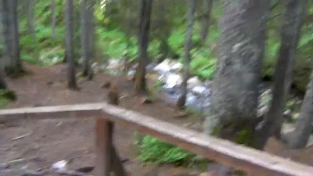 Спуск с Говерлы